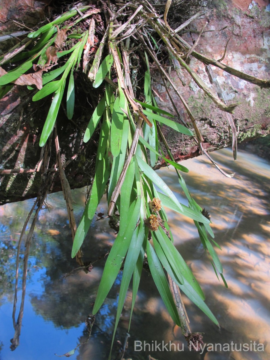 Agrostophyllum zeylanicum Hook.f.